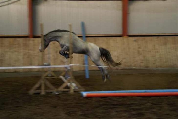 Welsh Pony (sec B) Myandor  billede 18