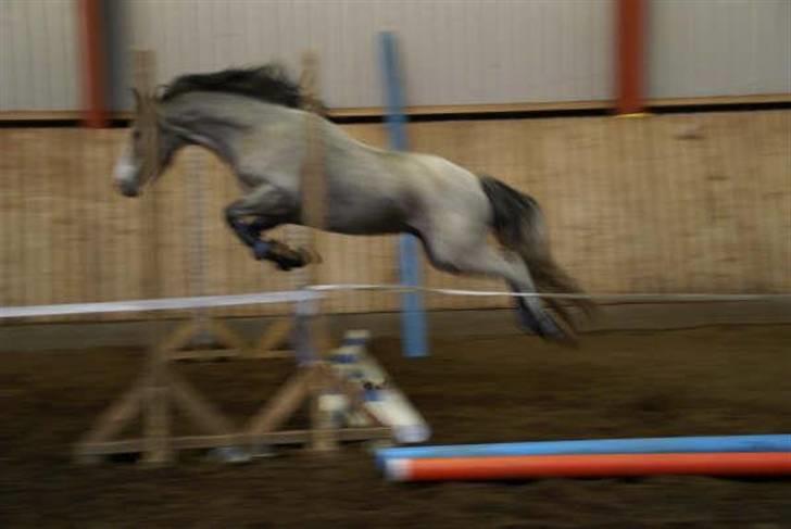 Welsh Pony (sec B) Myandor  billede 19