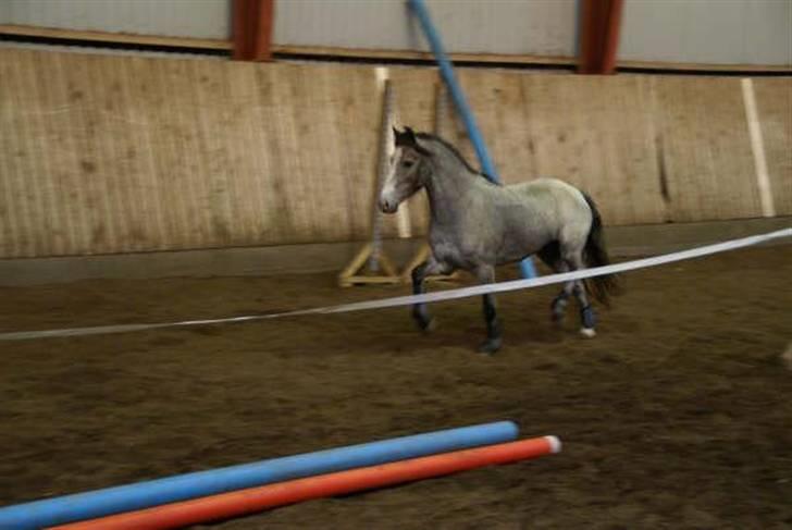 Welsh Pony (sec B) Myandor  billede 20