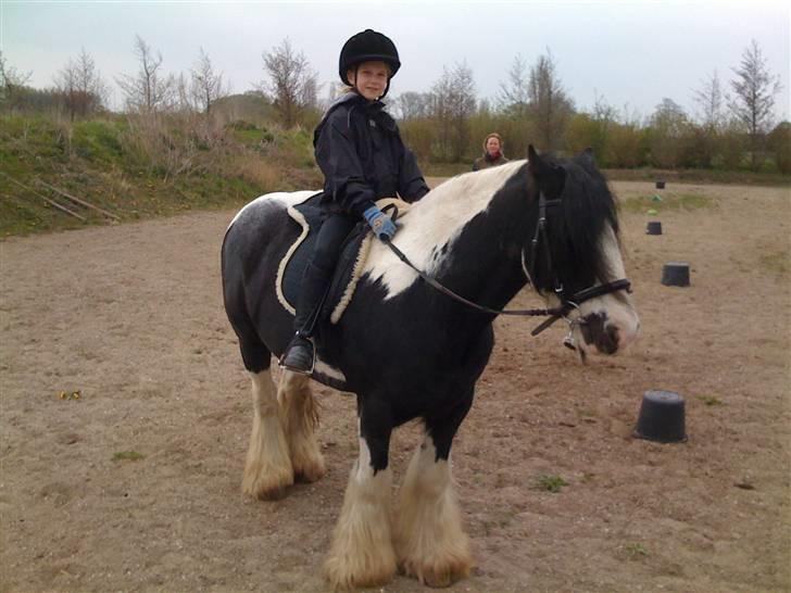 Irish Cob Jesper af Høvegård billede 11
