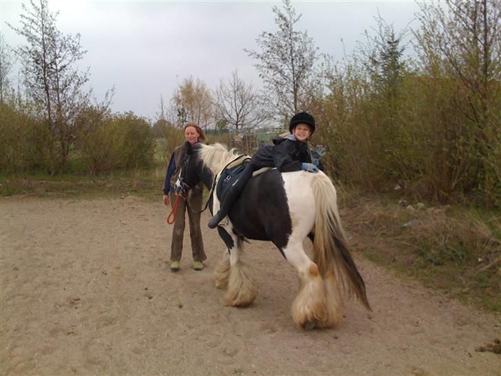Irish Cob Jesper af Høvegård billede 12