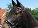 Oldenborg Faurholts DeVito