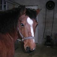 Anden særlig race Laika