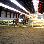 New Forest de wolferhoeves Ceriena 