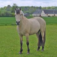 Anden særlig race Mælkebøttens Tulle UDLÅNT