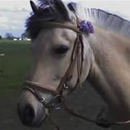 Anden særlig race Mælkebøttens Tulle UDLÅNT