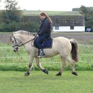 Anden særlig race Mælkebøttens Tulle UDLÅNT