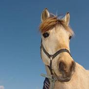 Anden særlig race Mælkebøttens Tulle UDLÅNT