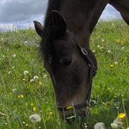 Anden særlig race Petite Cheval