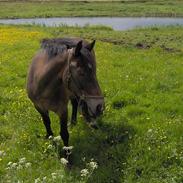 Anden særlig race Petite Cheval