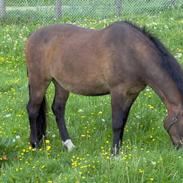 Anden særlig race Petite Cheval