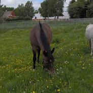 Anden særlig race Petite Cheval