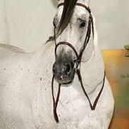 Anden særlig race Annabell