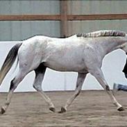 Anden særlig race Annabell