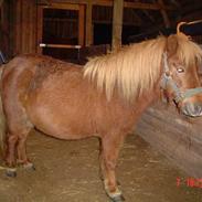 Shetlænder Bæklunds Cirkeline