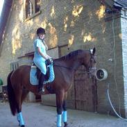 Tysk Varmblod ¤Veronika¤<3 solgt:o(