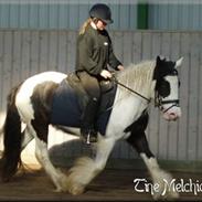 Irish Cob Melissa *solgt*