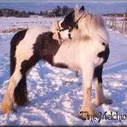 Irish Cob Melissa *solgt*