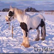 Irish Cob Melissa *solgt*