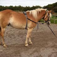 Haflinger straco