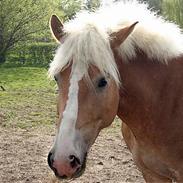 Haflinger straco