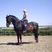 Anden særlig race marcus "himmelhest"