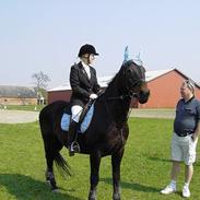 Anden særlig race marcus "himmelhest"