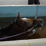 New Forest Baroc *SOLGT*