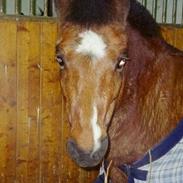 Anden særlig race Speedie ( *død* ) :'(