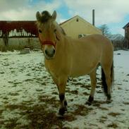 Fjordhest Josephine <3