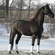 Trakehner Barduc  (SOLGT)