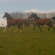 Tysk Sportspony Samson Boy +DØD+