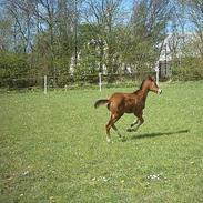 Dansk Varmblod Wilma