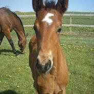 Dansk Varmblod Wilma