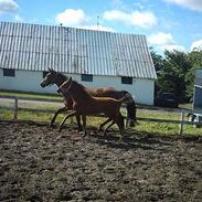 Dansk Varmblod Wilma