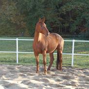 Hannoveraner Wencka-S(solgt)