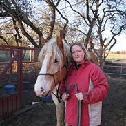 Haflinger straco