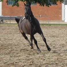 Oldenborg Faurholts DeVito