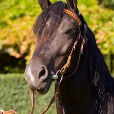 Welsh Cob (sec D) Dorthealyst Blacky