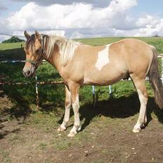 Anden særlig race Sunshine (SOLGT)