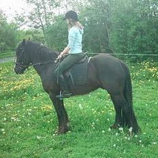 Irish Cob Grønhøjs Tito ~~ solgt