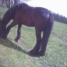 Irish Cob Grønhøjs Tito ~~ solgt