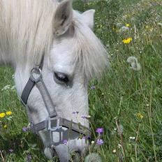 Welsh Mountain (sec A) Starlight.... DØD...