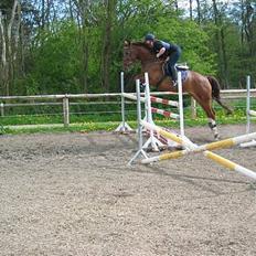 Dansk Varmblod Sonet-kick (DØD)