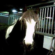 Irish Cob Tinka