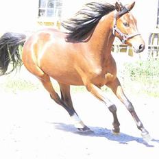 Anden særlig race Farmens Lucky Star 