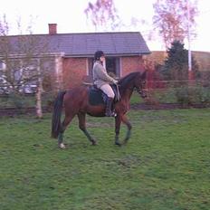 Anden særlig race Farmens Lucky Star 