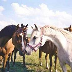 Arabisk fuldblod (OX) Bandala - RIP 2012