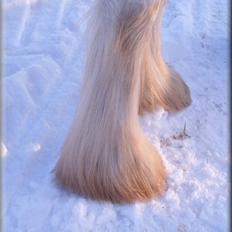 Irish Cob Melissa *solgt*
