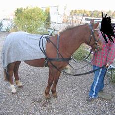 Anden særlig race Nansi R.I.P